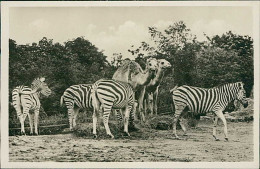 HAMBURG / STELLINGEN - CARL HAGENBECK'S TIERPARK - HEUFRESSER GEHEGE - ZEBRAS UND. DROMEDARE -  1930s (16884) - Stellingen