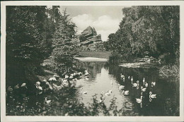 HAMBURG / STELLINGEN - CARL HAGENBECK'S TIERPARK - FLAMINGOS AUF DEM JAPANISCHEN TEICH IM HINTERGRUND - 1930s (16892) - Stellingen