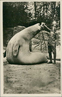 HAMBURG / STELLINGEN - CARL HAGENBECK'S TIERPARK - SUDPOLAR PANORAMA - SEE ELEFANT / SEA ELEPHANT - 1930s (16895) - Stellingen