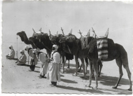 L100N746 - Collection Saharienne - Méhariste En Prière Au Lever Du Jour - La Cigogne N°47 - Western Sahara