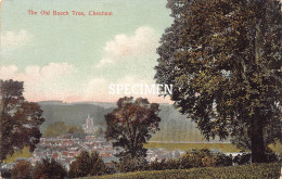 The Old Beech Tree - Chesham - Buckinghamshire