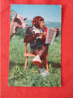 "Humanized Monkey Playing Accordion"  .  Ref 6239 - Singes