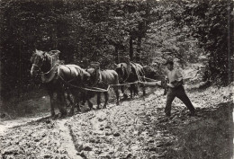 BELGIQUE - Liége - Musée De La Vie Wallonne - Attelage Forrestier - Carte Postale - Lüttich