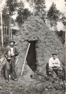 BELGIQUE - Liége - Musée De La Vie Wallonne - Hutte De Bûcherons - Carte Postale - Lüttich