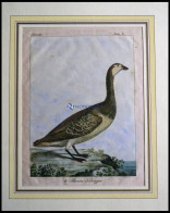 Der Gänsevogel (le Brenta Helsingen), Kolorierter Kupferstich Von Olafsen Aus Atlas Du Voyage En Islande Von 1802 - Lithografieën