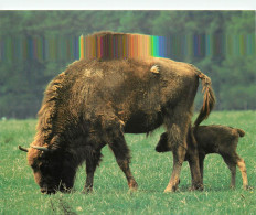 BISON D EUROPE - Rhinocéros