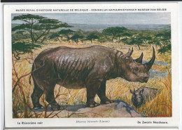 CP : Musée Royal D'histoire Naturelle De Belgique - Mammifères Protégés Au Congo - 25 Le Rhinocéros Noir (2 Scans) - Verzamelingen & Kavels