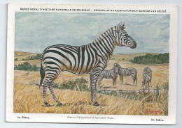 CP : Musée Royal D'histoire Naturelle De Belgique - Mammifères Protégés Au Congo - 23 Le Zèbre (2 Scans) - Collezioni E Lotti