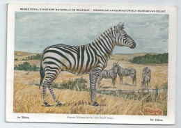 CP : Musée Royal D'histoire Naturelle De Belgique - Mammifères Protégés Au Congo - 23 Le Zèbre (2 Scans) - Collections & Lots