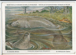CP : Musée Royal D'histoire Naturelle De Belgique - Mammifères Protégés Au Congo - 31 Le Lamantin Africain (2 Scans) - Verzamelingen & Kavels