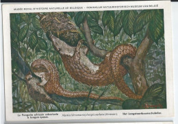 CP : Musée Royal D'histoire Naturelle De Belgique - Mammifères Protégés Au Congo- 35 Le Pangolin Africain ... (2scans) - Verzamelingen & Kavels