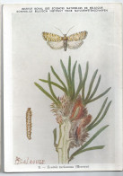 CP : Musée Royal D'histoire Naturelle De Belgique - Insectes De Belgique - 8 Pyrale Des Bourgeons (papillon)(2 Scans) - Sammlungen & Sammellose