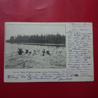 NEWFOUNDLAND HERD OF CARIBOU CROSSING A STREAM - Ohne Zuordnung