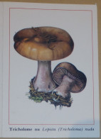 Petit Calendrier De Poche 1989 Champignon Tricholome Nu - Small : 1981-90