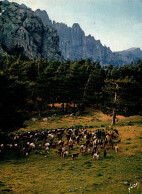 La Corse - Troupeau De Chèvres En Montagne, Au Col De Bavella - Carte Yvon N° 20 - Autres & Non Classés