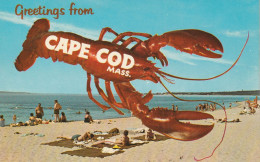 Greetings From Cape Cod, Massachusetts - Cape Cod