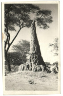 PC NAMIBIA, GERMAN SW AFRICA, TERMITENHÜGEL, Vintage Postcard (b33582) - Namibia