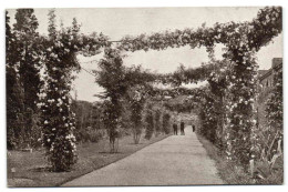 Kew Gardens - The Rose Pergola Near The Rock Garden - London Suburbs