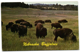 Nebraska Buffaloes - Andere & Zonder Classificatie