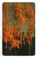 Arbre Tree Fôret Télécarte Roumanie Phonecard (salon 414) - Romania