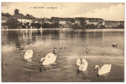 Boitsfort - Les Cygnes - Watermael-Boitsfort - Watermaal-Bosvoorde