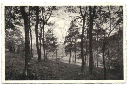 Gistoux - Un Sous-Bois - Chaumont-Gistoux