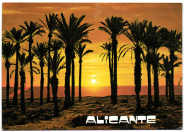 Alicante - Amanecer En El Palmeral - Alicante