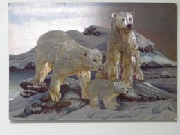 Bear Polar / England Postcard - Ours