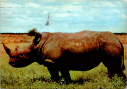 4-11-2023 (1 V 21) Kenya - Posted From Monbasa To France 1952 - Rhinoceros - Neushoorn