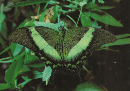 CPM Papilio Palinurus - Papillons