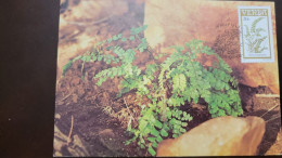 O) 1985 VENDA - SOUTH AFRICA, PLANT - FERN, PTERIDACEA, MAXIMUM CARD, XF - Sudán Del Sur