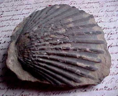 AUTHENTIQUE FOSSILE De PECTEN , Saint Jacques , Complet , FOSSIL Of JACOBAEUS  PECTEN - Fossiles