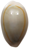 CHINA   Cowry Shell Money #sm02 0635 - Chine