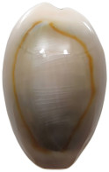 CHINA   Cowry Shell Money #sm02 0643 - Chine