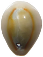 CHINA   Cowry Shell Money #sm02 0623 - Chine