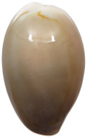 CHINA   Cowry Shell Money #sm02 0637 - Chine