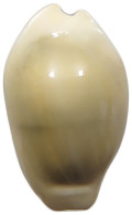 CHINA   COWRY SHELL MONEY #sm02 0601 - Chine