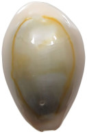 CHINA   Cowry Shell Money #sm02 0633 - Chine