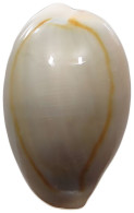 CHINA   Cowry Shell Money #sm02 0629 - Chine