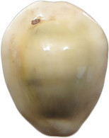 CHINA   COWRY SHELL MONEY #sm02 0585 - Chine