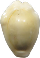 CHINA   COWRY SHELL MONEY #sm02 0589 - Chine