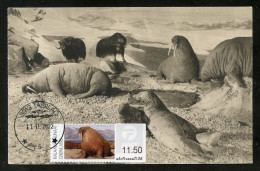 GREENLAND (2022) Carte Maximum Card ATM - Morse, Walrus, Walross, Odobenus Rosmarus, Walruses - Cartes-Maximum (CM)