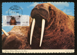 GREENLAND (2022) Carte Maximum Card ATM - Morse, Walrus, Walross, Odobenus Rosmarus, Walruses - Maximumkaarten