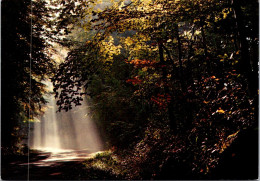 6-11-2023 (1 V 28)  France - Forêt Dans Les Vosges - Arbres