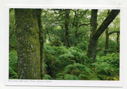 AK 177045 IRELAND - Killarney National Park - Kerry