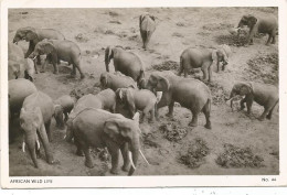 KENYA CARD ELEPHANT - Kenya