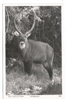 KENYA CARD WATERBUCK - Kenya