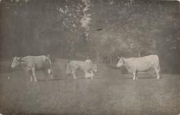 CARTE PHOTO - Une Famille De Fermiers Avec Ses Bétails - Carte Postale Ancienne - Photographie