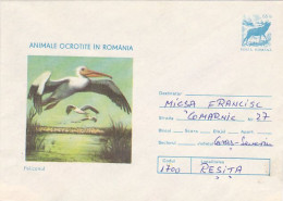 ANIMALS, BIRDS, PELICAN, COVER STATIONERY, 1977, ROMANIA - Pelícanos