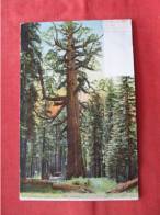 The Grizzly.  Giant Tree.  320 Feet High California .  Ref 6243 - Arbres